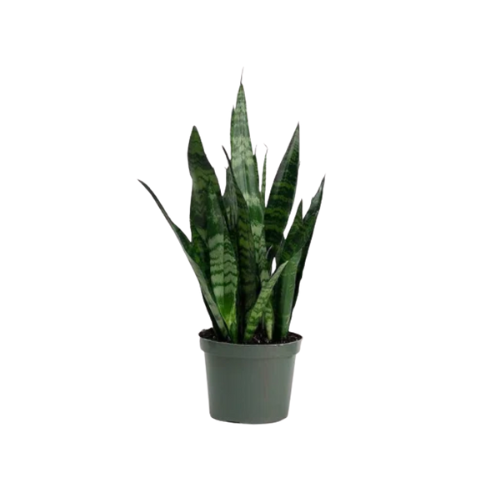 Snake Plant | Indoor Plants | House Plants
