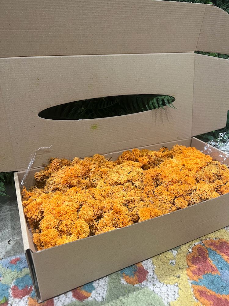 Reindeer Moss | Autumn Moss | Preserved Moss