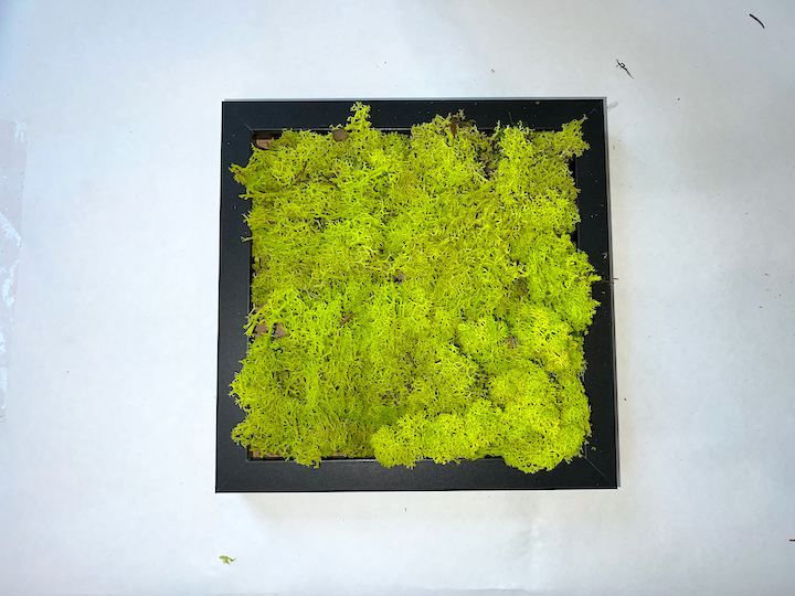 DIY Moss Art Kit | DIY Kit | Moss Art