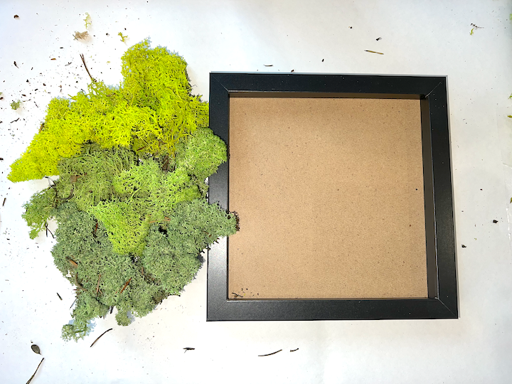 DIY Moss Art Kit | DIY Kit | Moss Art