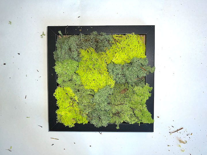 DIY Moss Art Kit | DIY Kit | Moss Art