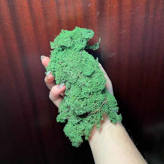 Reindeer Moss | Dark Green Moss | Preserved Moss