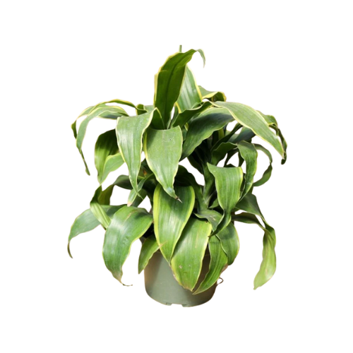 Dracaena