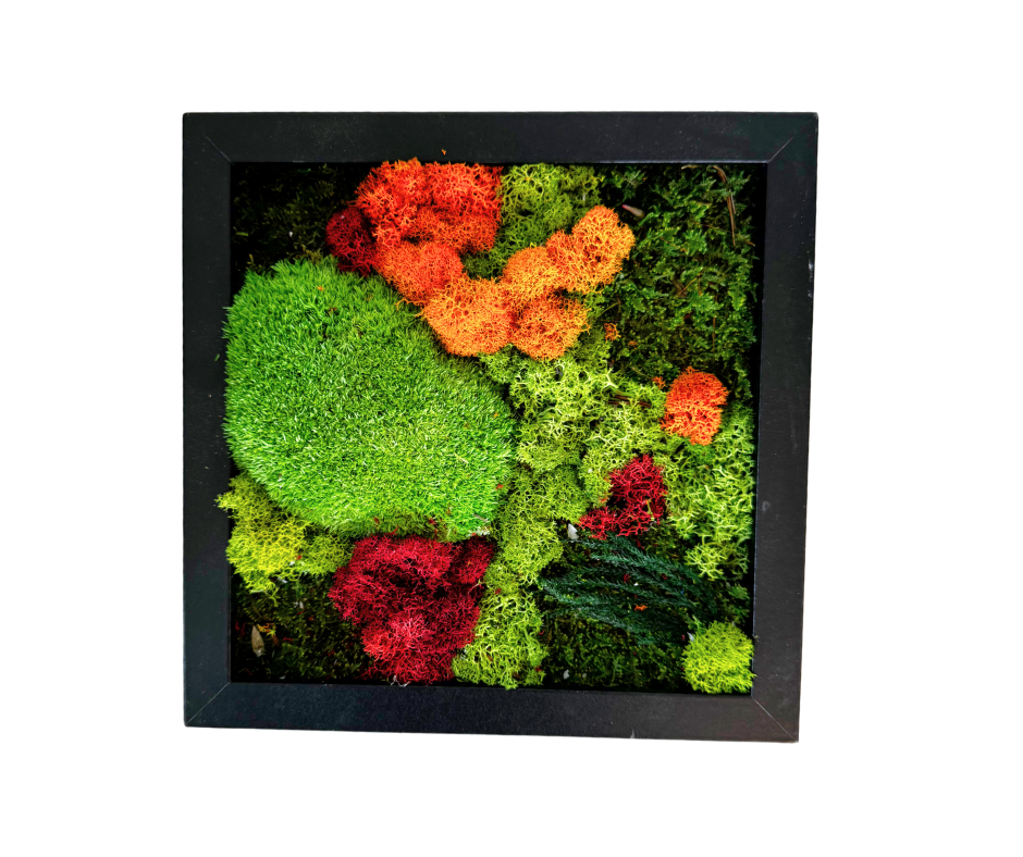 DIY Moss Art Kit | DIY Kit | Moss Art