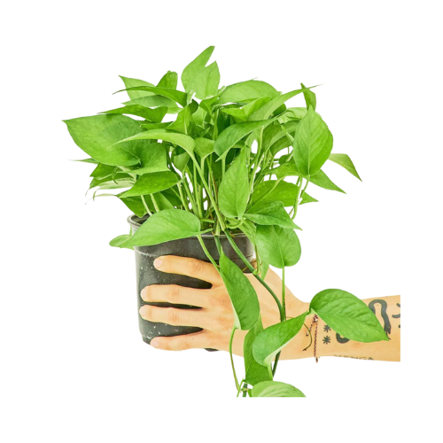 Jade Pothos