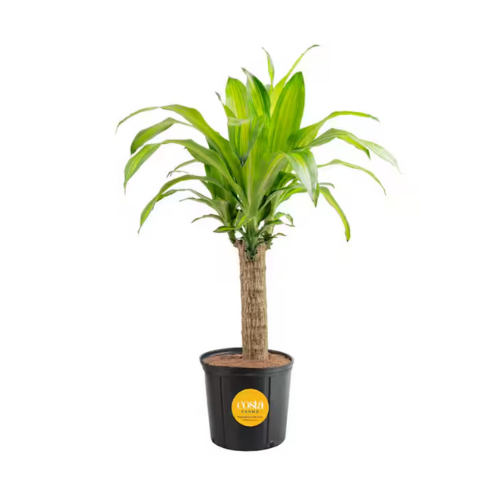 Dracaena