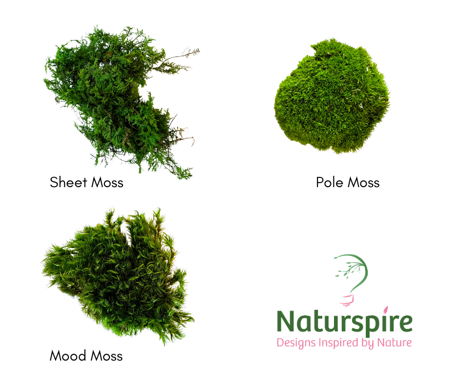 DIY Moss Art Kit | DIY Kit | Moss Art