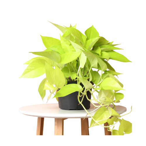 Neon Pothos | Indoor House Plant