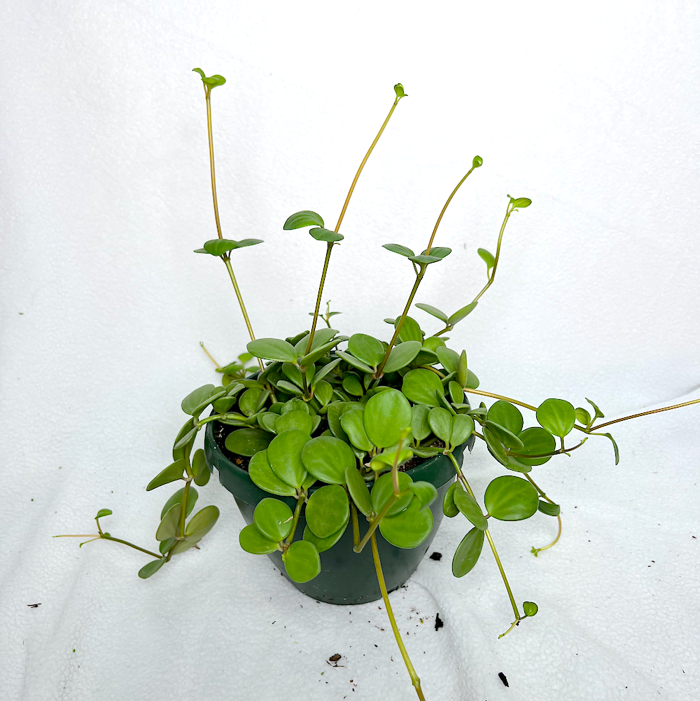 Peperomia Trailing Jade | House Plant | Trailing Jade