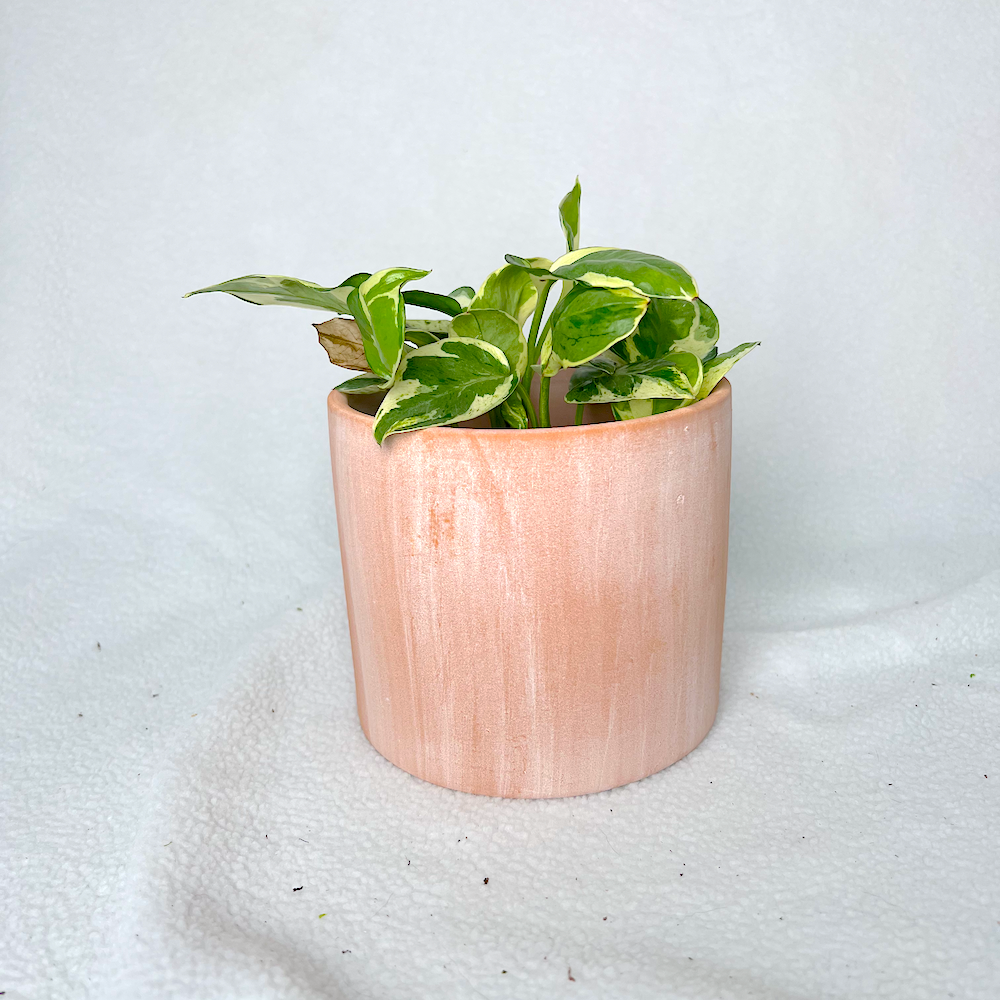 Ceramic Pot | Pink Ceramic Pot | House Plant Planter