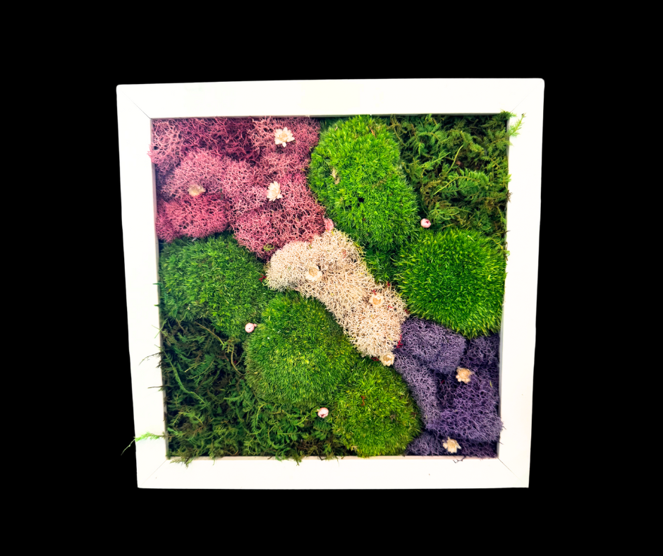 DIY Moss Art Kit | DIY Kit | Moss Art