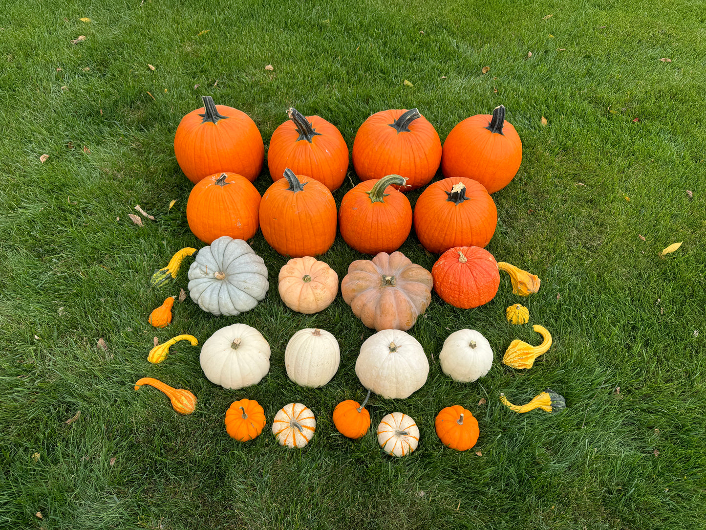 The Classic Pumpkin Package