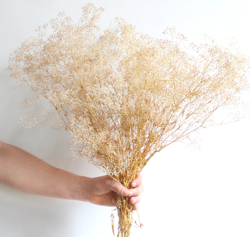 Preserved Gypsophila