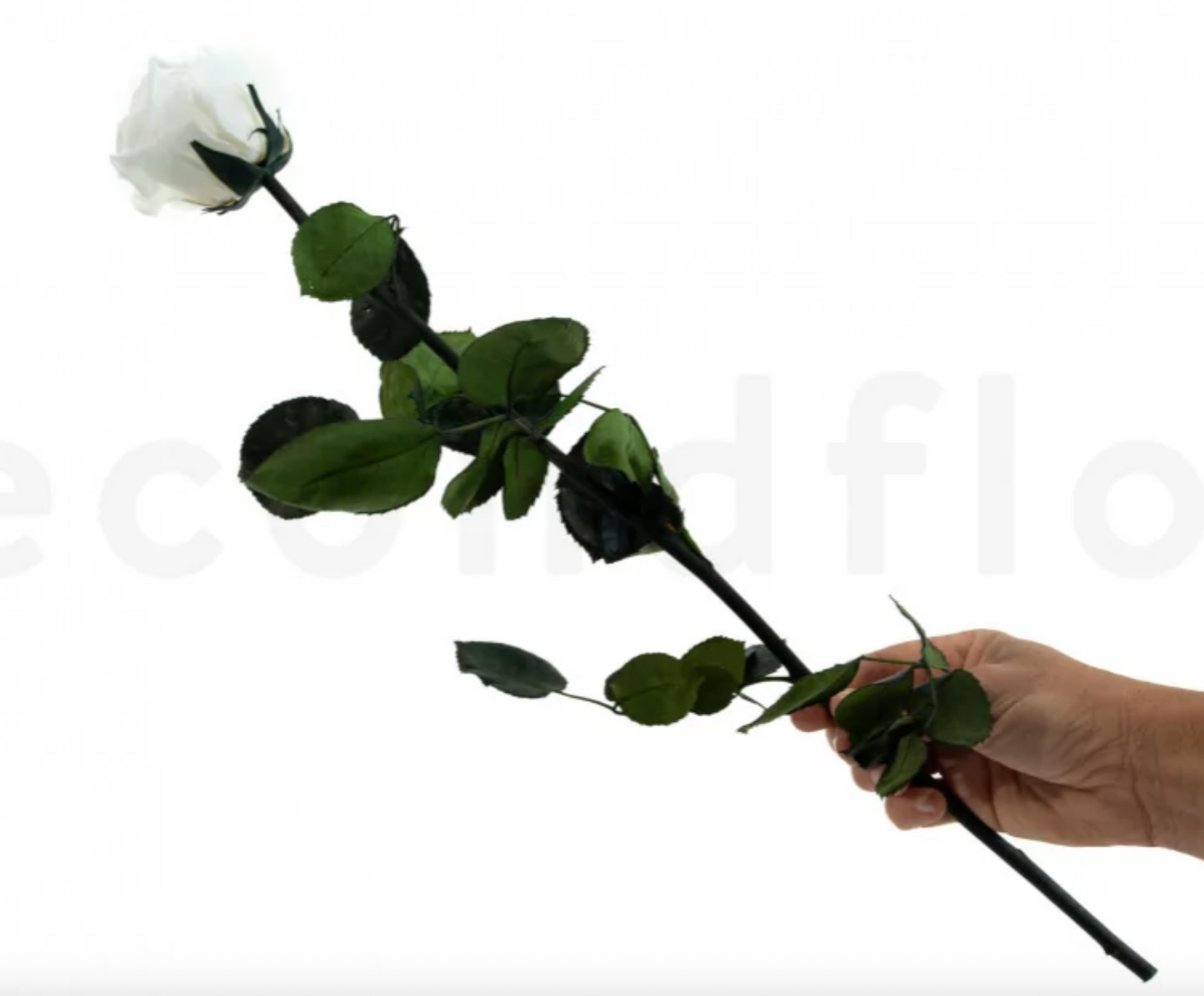 Preserved Rose on Stem