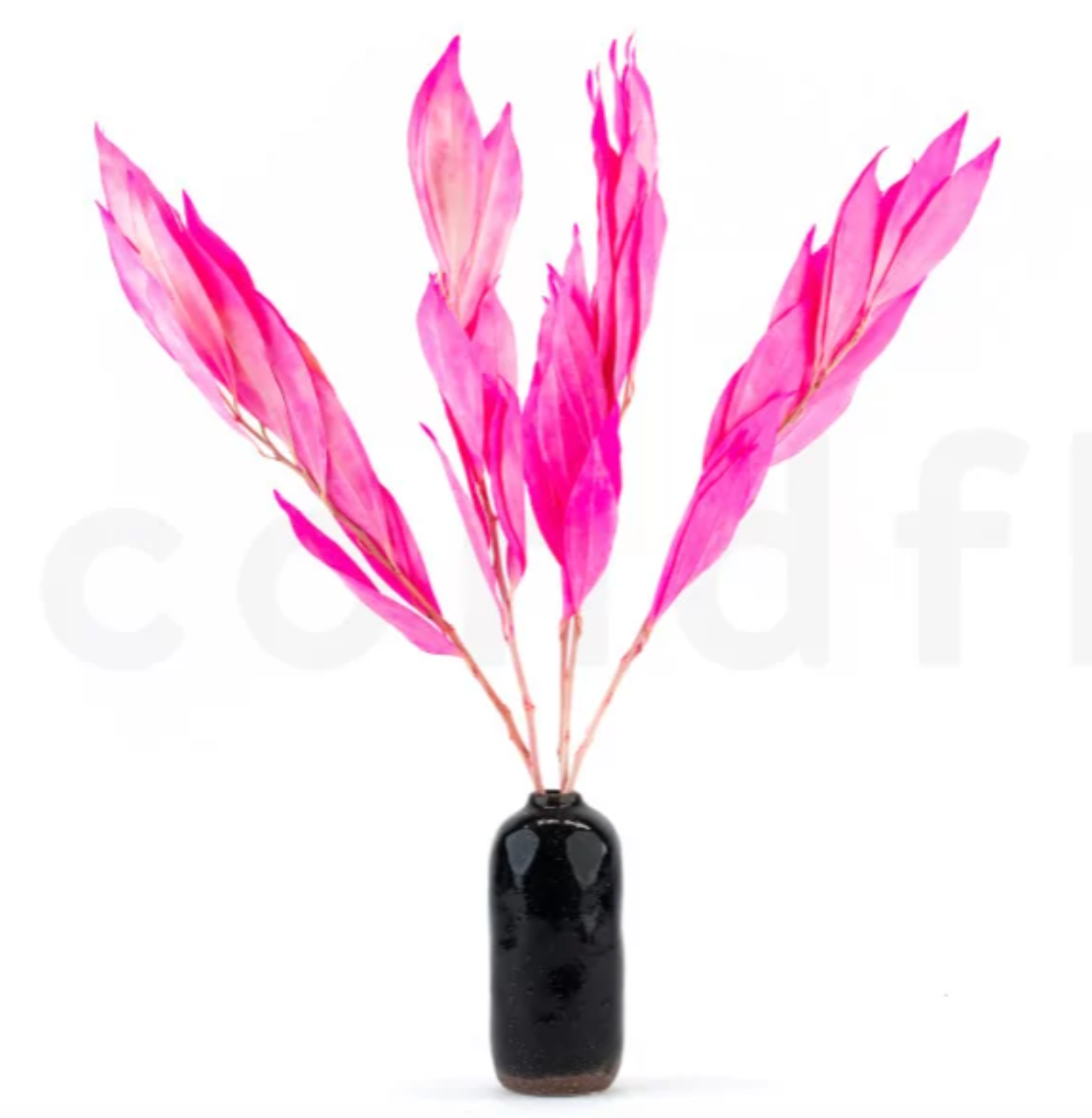 Preserved Cocculus - Neon Pink