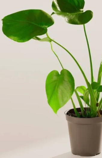 Cutleaf Philodendron