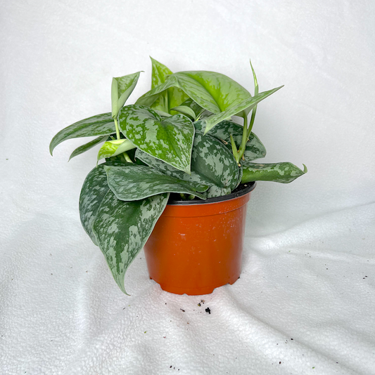 Silver Pothos | House Plant
