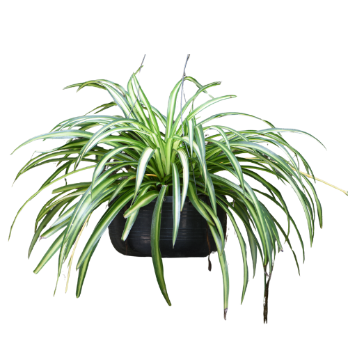 Spider Plant