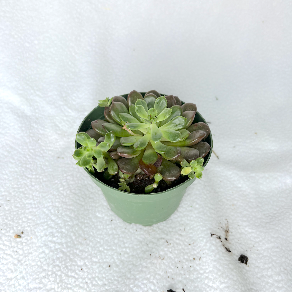 Succulents | 4" Pot | Succulent House Plant