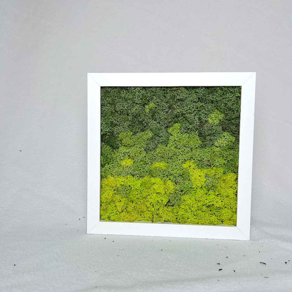 Green Dream | Moss Wall Art | Green Moss Art