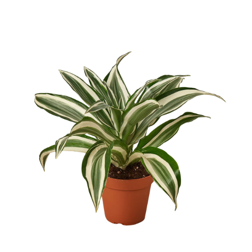 Dracaena
