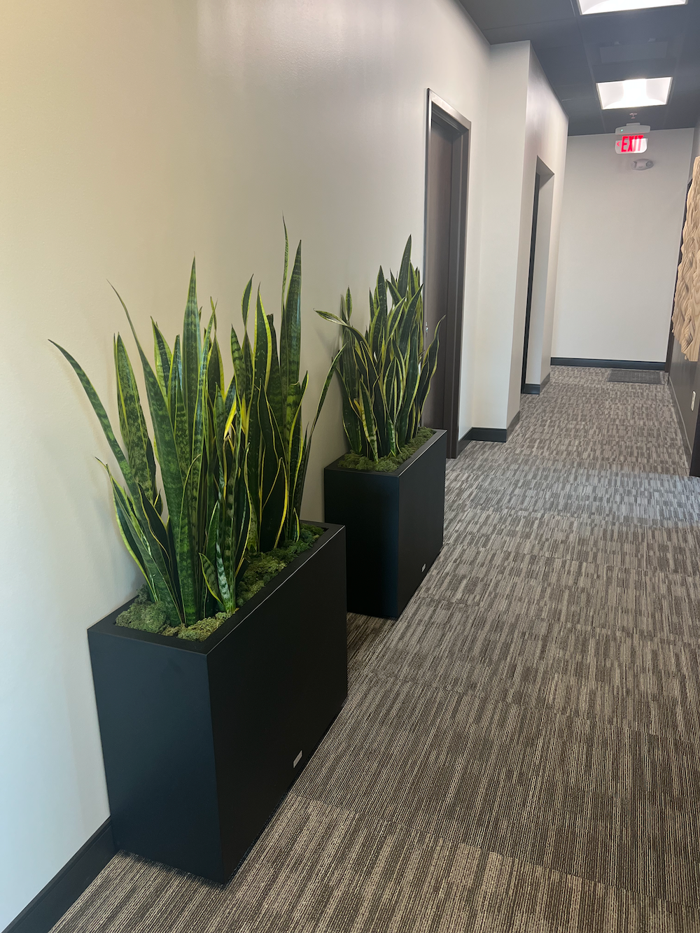 Reindeer Moss | Dark Green Moss | Preserved Moss