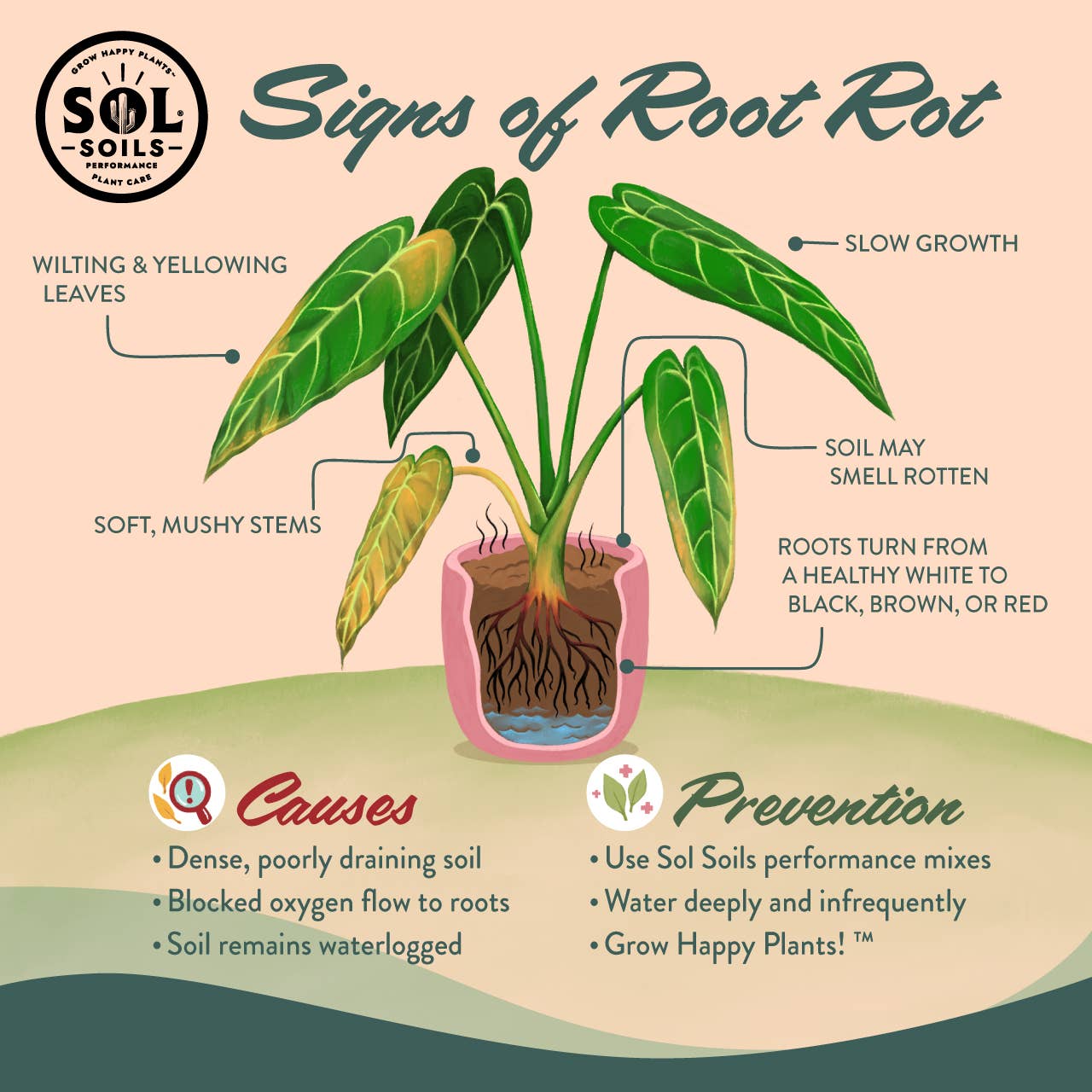 Soil (1Qt) Succulent Gritty Mix