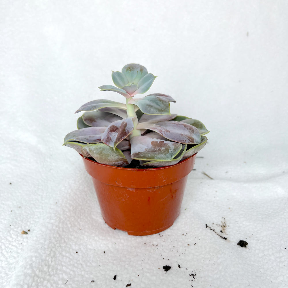 Succulents | 4" Pot | Succulent House Plant