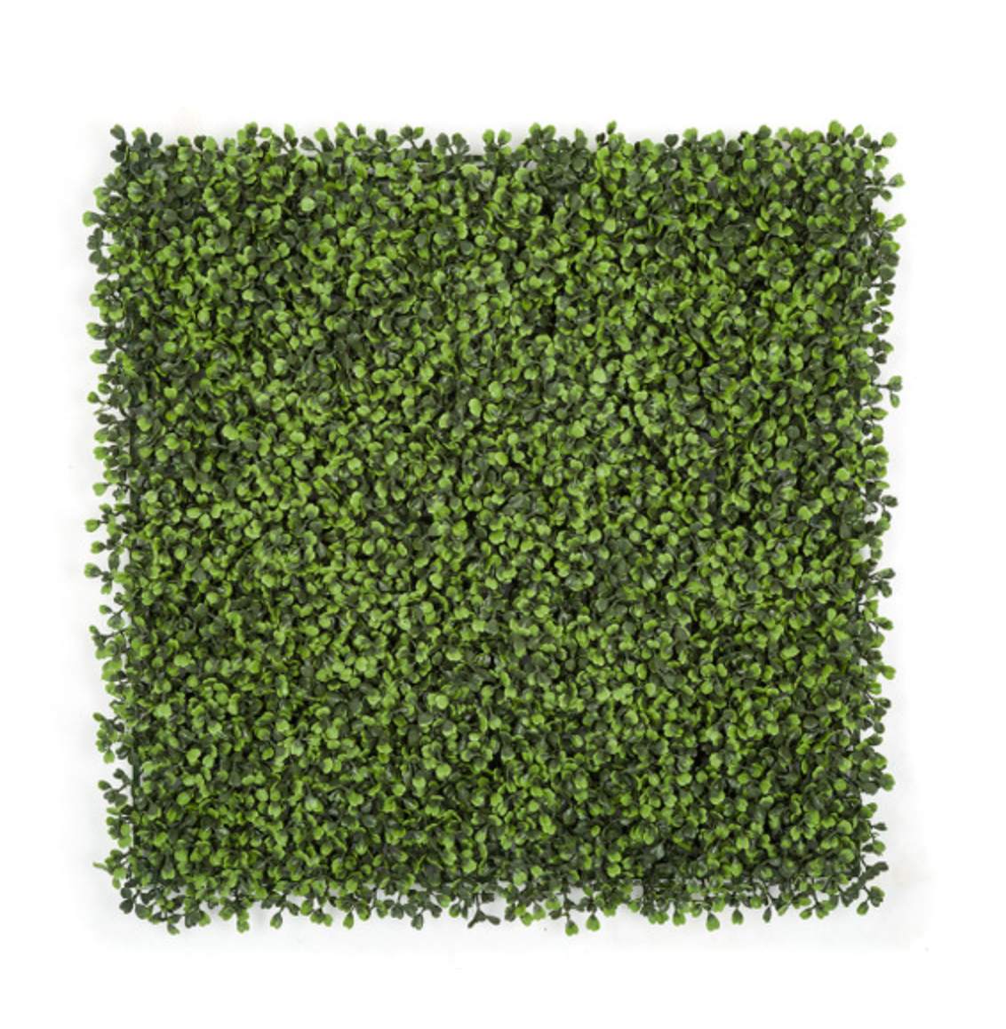 Common Boxwood Mat - 20" x 20"