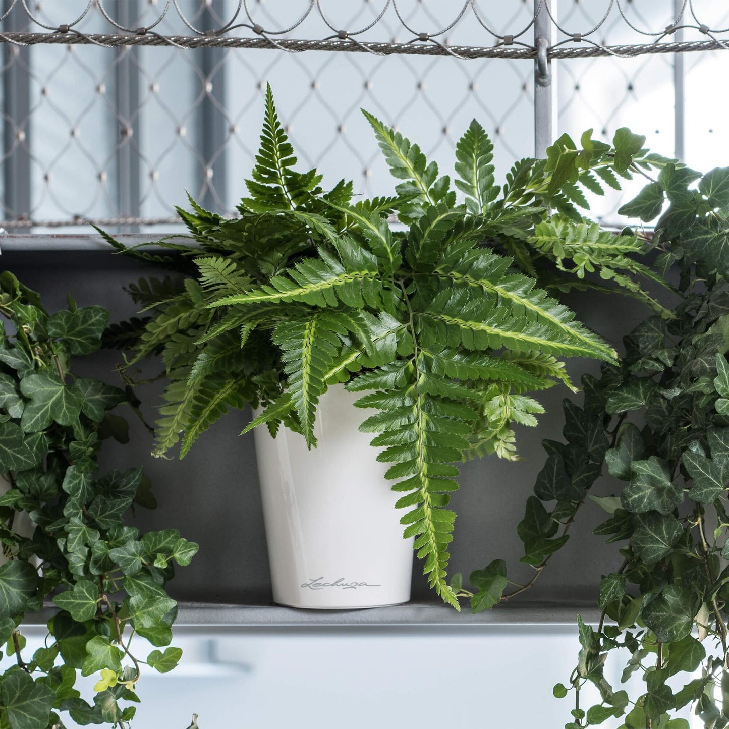 Deltini Planter | Tabletop Planter | Self-Watering