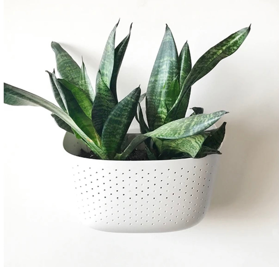 Wally Eco Living Wall Planter | Wall Planter | Hanging Planter