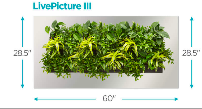 Live Picture III | Living Wall | DIY Plant Wall