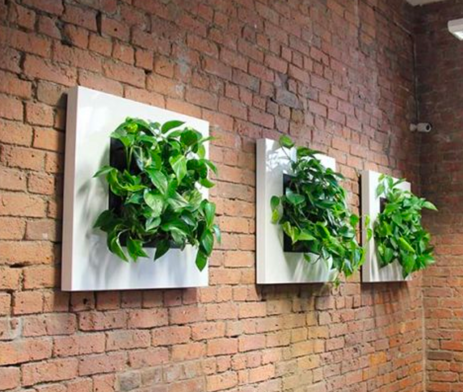 Live Picture I | Living Wall | DIY Plant Wall