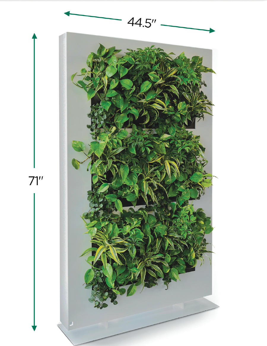 Live Divider | Living Wall | Privacy Wall | Privacy Plants