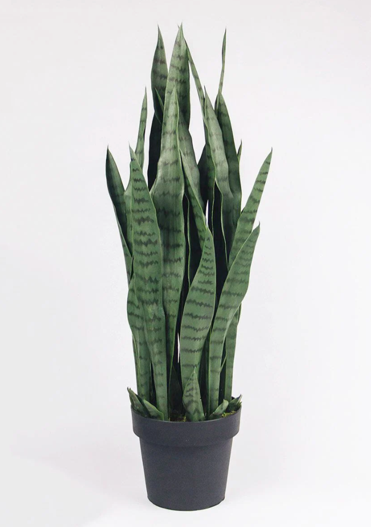 perennial snake plant deutsch Sansevieria Zeylanica 6 Inch | Snake Plant