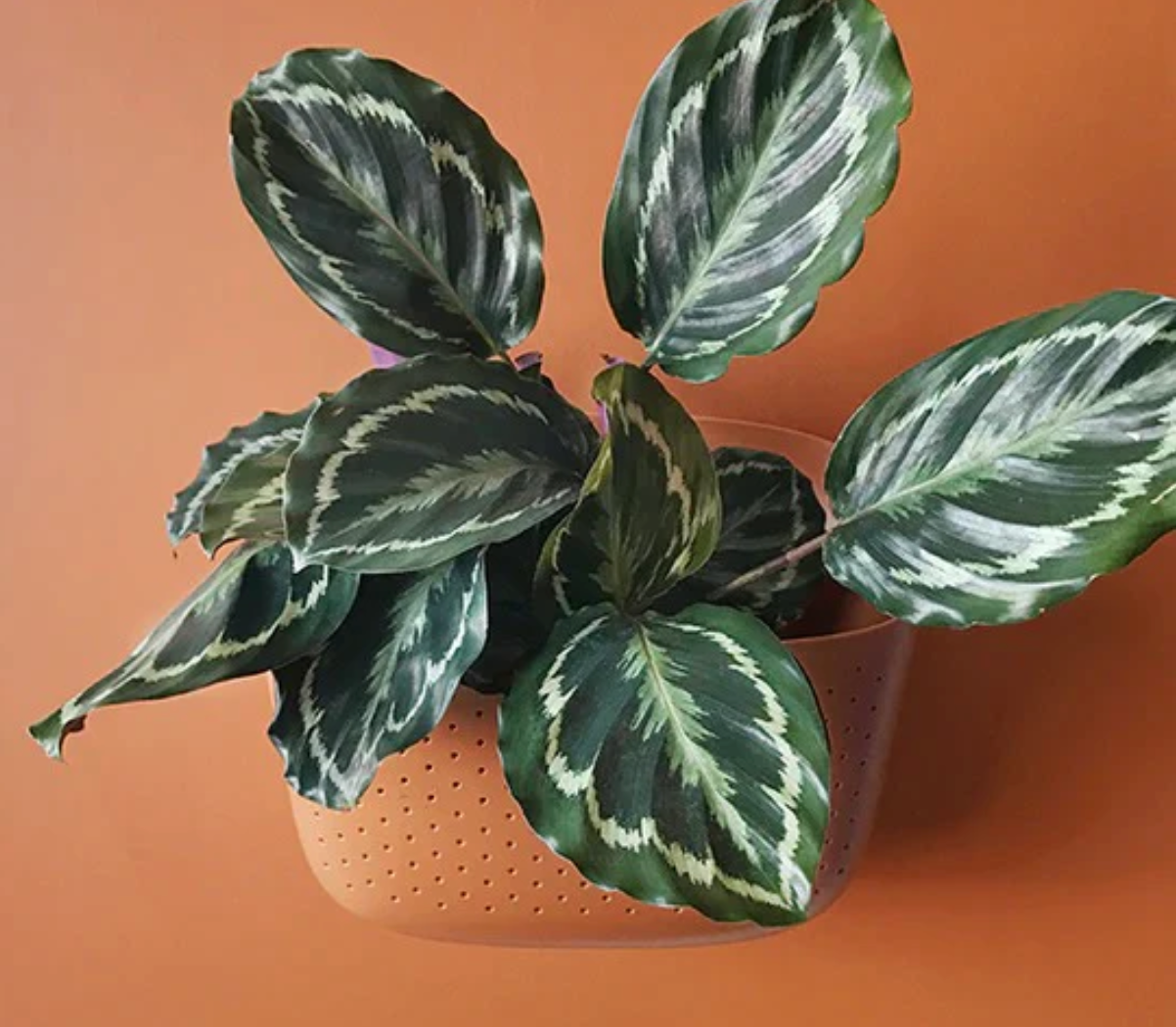 Wally Eco Living Wall Planter | Wall Planter | Hanging Planter