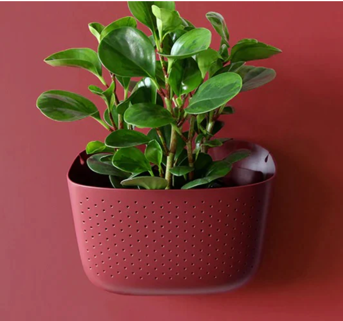 Wally Eco Living Wall Planter | Wall Planter | Hanging Planter