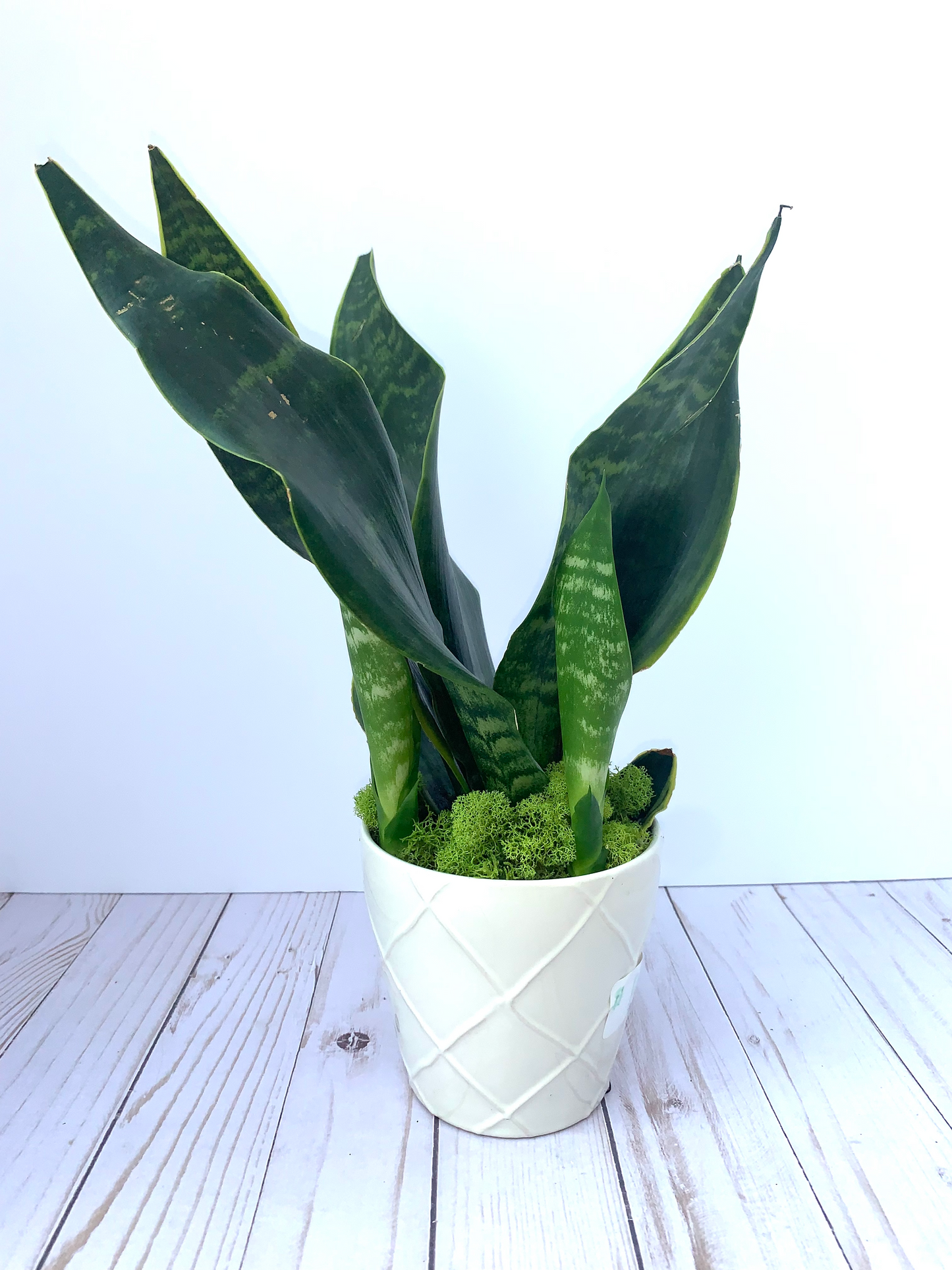 Snake Plant | Indoor Plants | House Plants