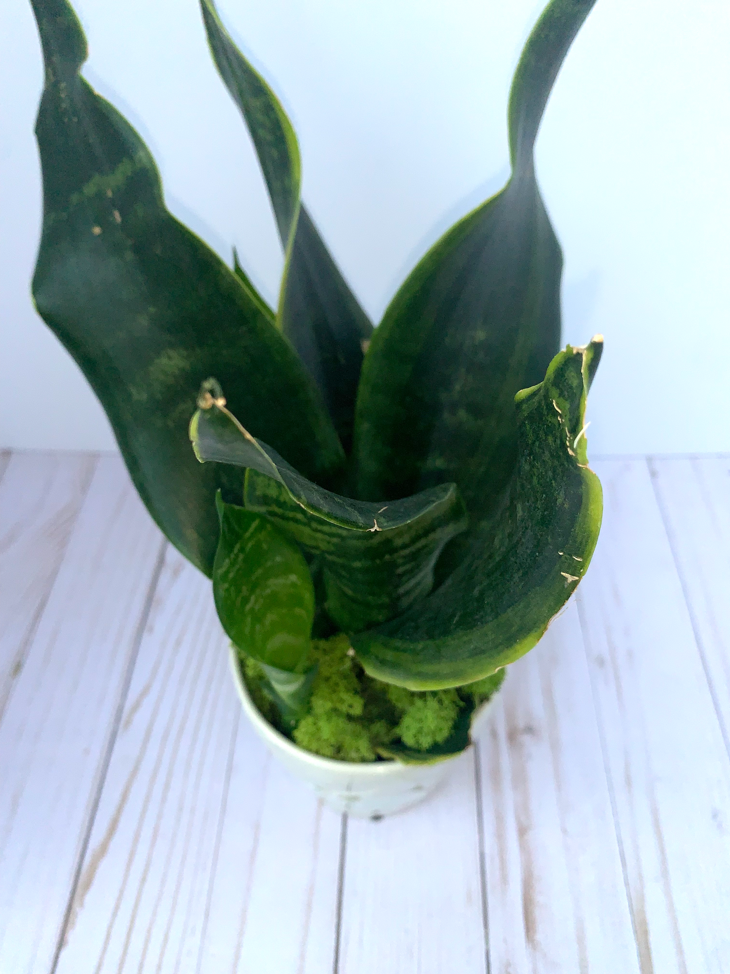 Snake Plant | Indoor Plants | House Plants