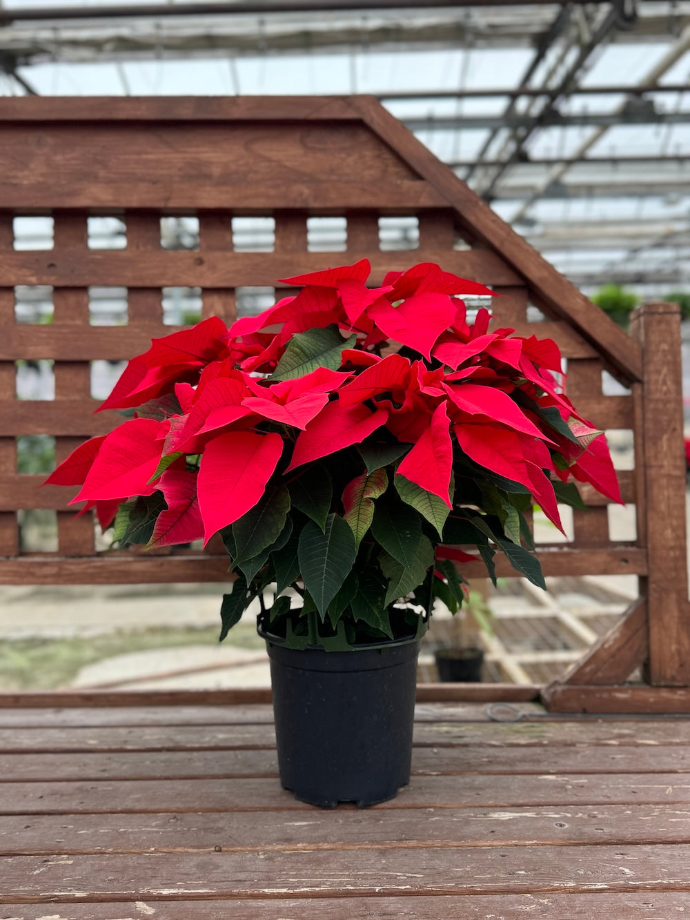 Red Poinsettia | Holiday Plants | Christmas Plants