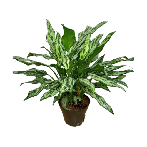 Aglaonema Juliette