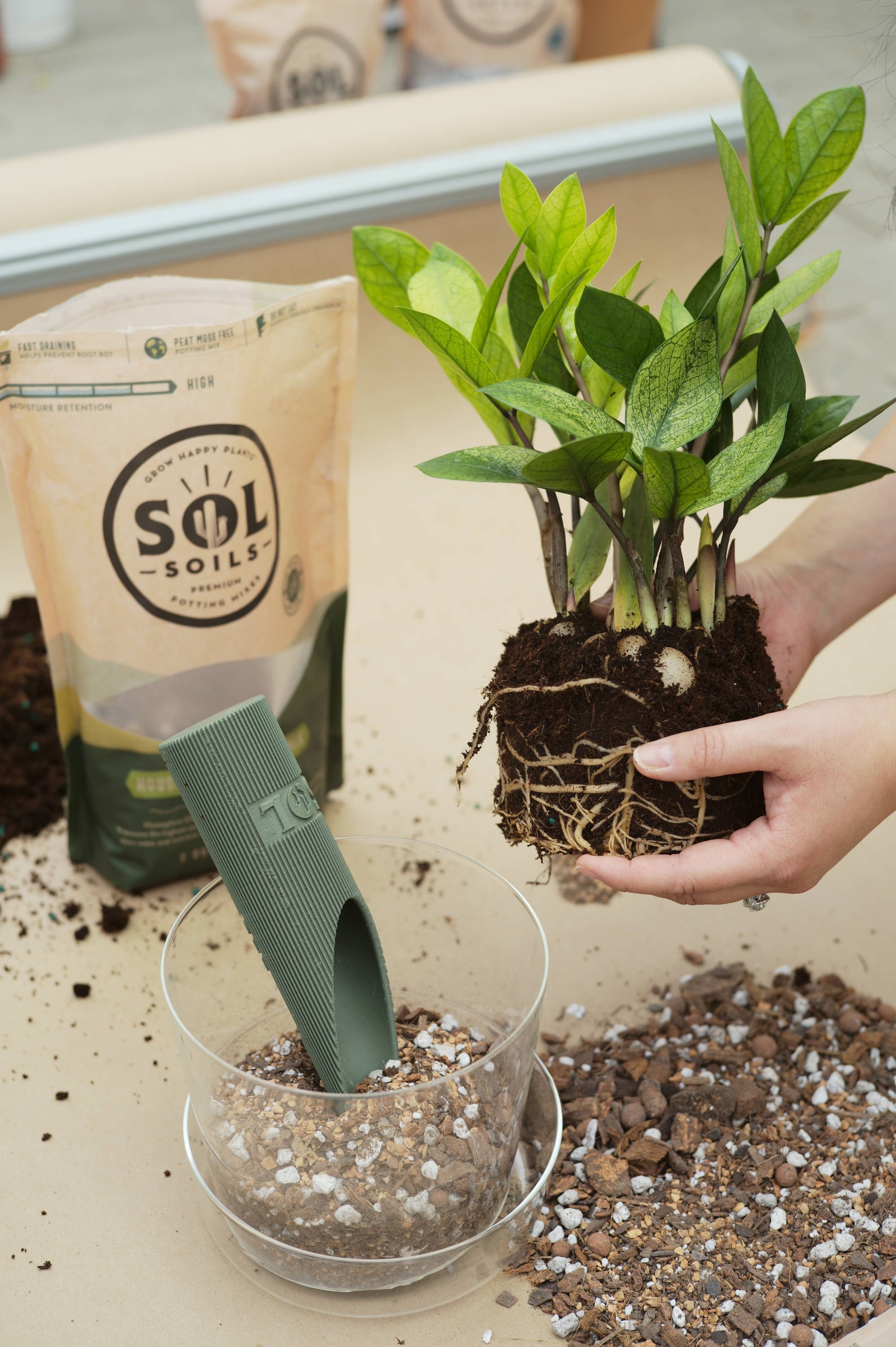 tropical house plant soil Soil (2Qt) Houseplant Chunky Mix (Aroid/Tropical Mix)