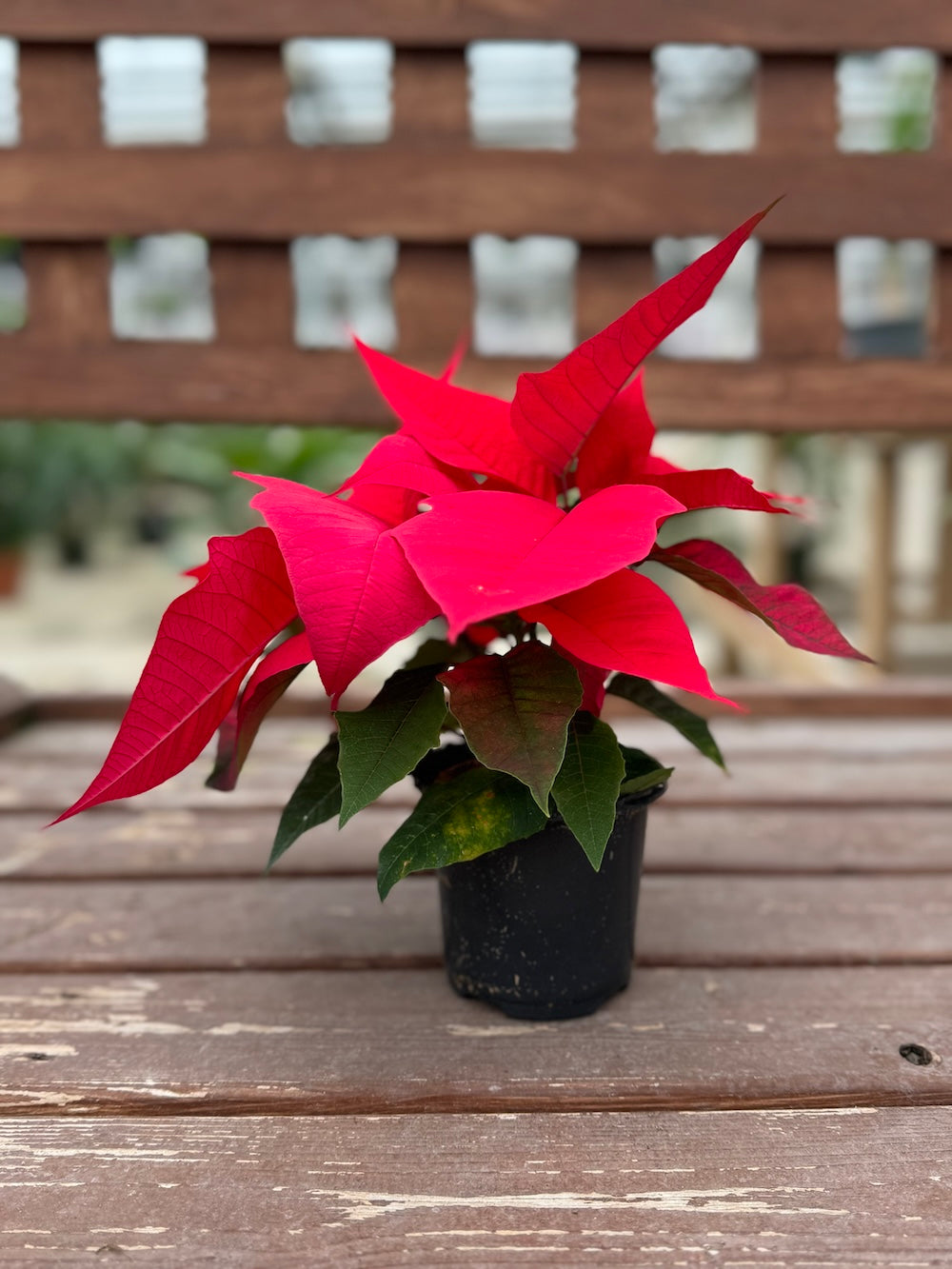 Red Poinsettia | Holiday Plants | Christmas Plants