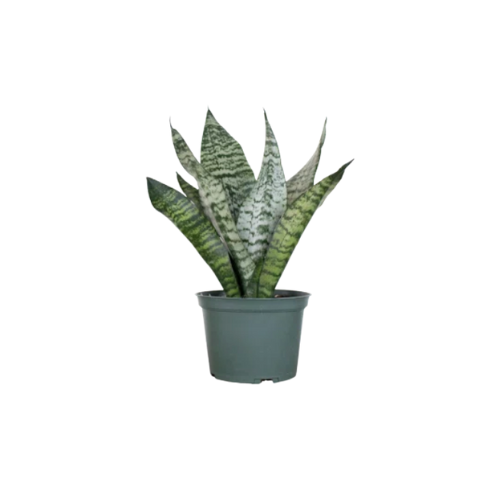 Snake Plant | Indoor Plants | House Plants
