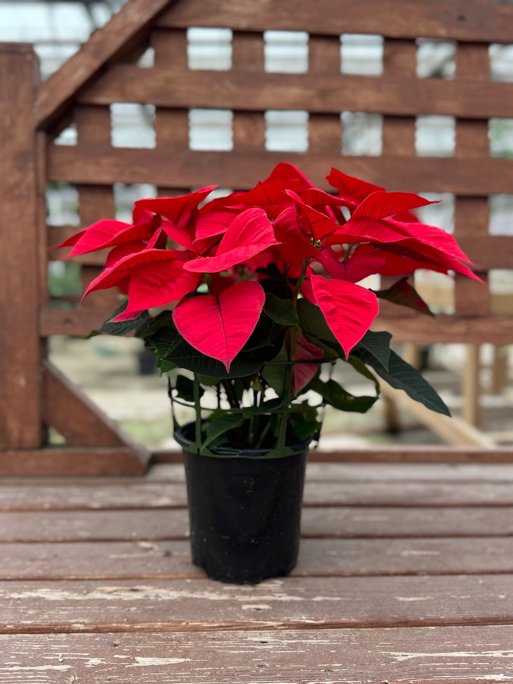 Red Poinsettia | Holiday Plants | Christmas Plants