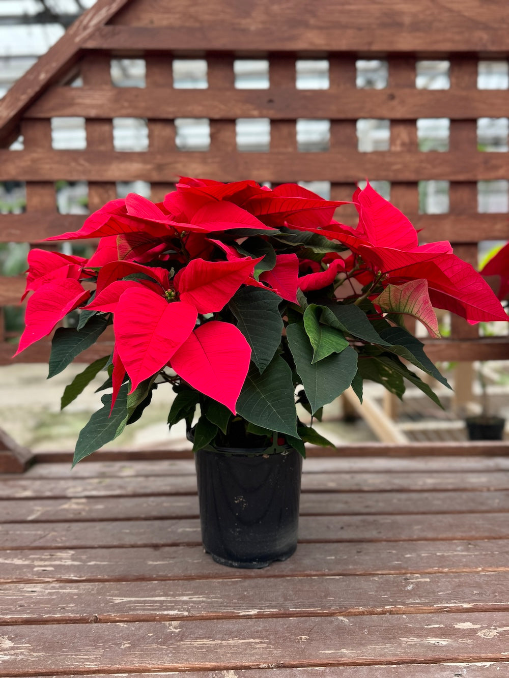 Red Poinsettia | Holiday Plants | Christmas Plants