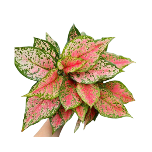 Aglaonema Red Valentine