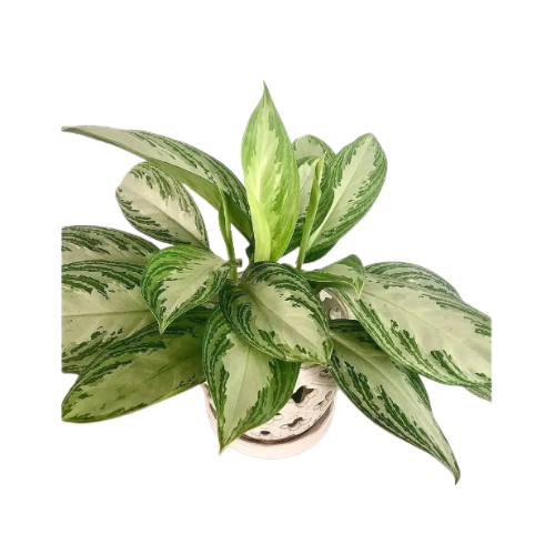 Aglaonema Silver Bay