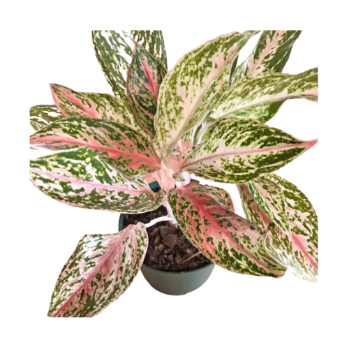 Aglaonema Sparkling Sarah