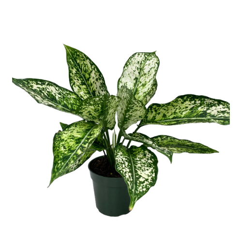 Aglaonema Wintry Winehouse